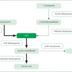 Schemat przedstawia szlak metaboliczny, w którym powstaje GHB z 1,4-butanodiolu lub y-butyrolaktonu. GHB jest przekształcane do kwasu bursztynowego lub GABA.