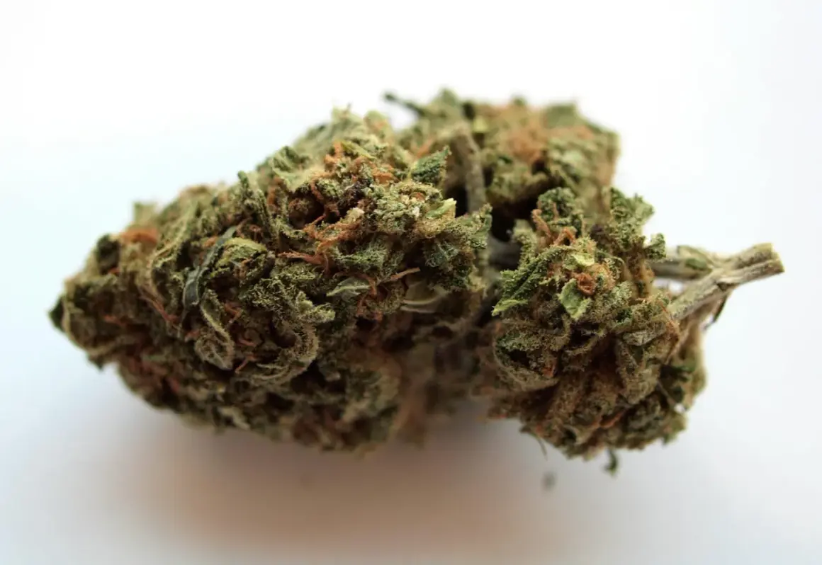 Zielona, zbita marihuana z pomarańczowymi włoskami, gotowa do użycia.