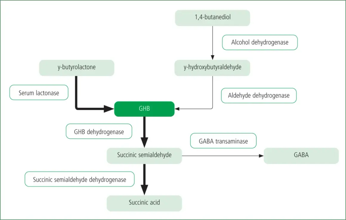 Schemat przedstawia szlak metaboliczny, w którym powstaje GHB z 1,4-butanodiolu lub y-butyrolaktonu. GHB jest przekształcane do kwasu bursztynowego lub GABA.