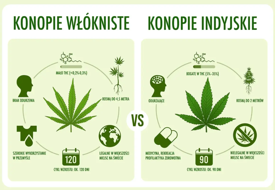 Porównanie konopi: włókniste (brak odurzenia, przemysł, legalne) vs. indyjskie (odurzające, medycyna, nielegalne, **haszysz**).