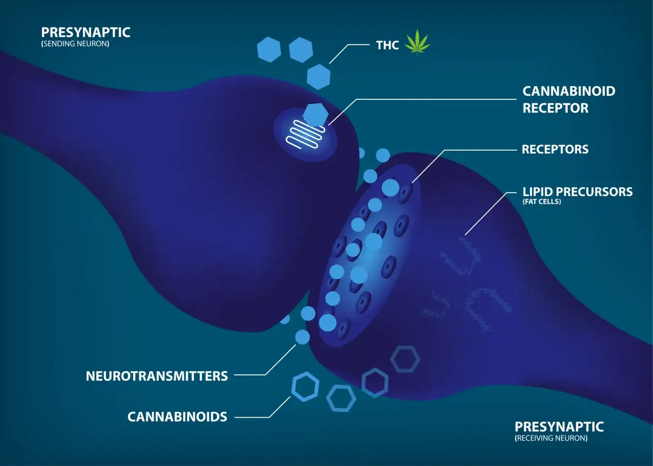Schemat synapsy, gdzie THC wiąże się z receptorem kannabinoidowym, uwalniając neuroprzekaźniki.