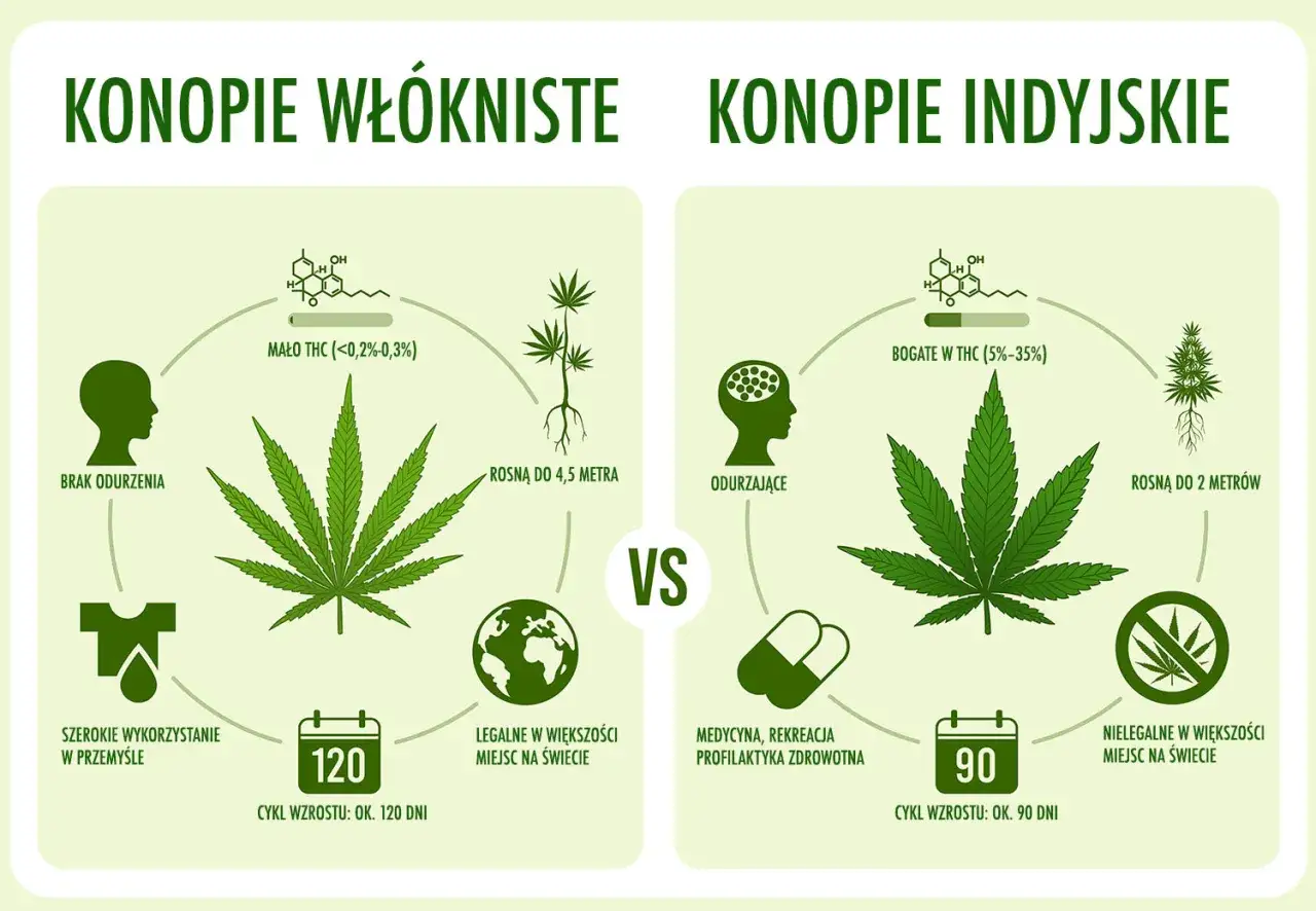 Porównanie konopi: włókniste (brak odurzenia, przemysł, legalne) vs. indyjskie (odurzające, medycyna, nielegalne, haszysz).