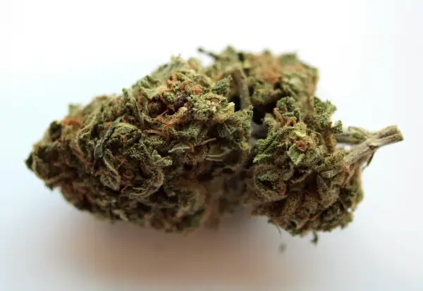 Zielona, zbita marihuana z pomarańczowymi włoskami, gotowa do użycia.