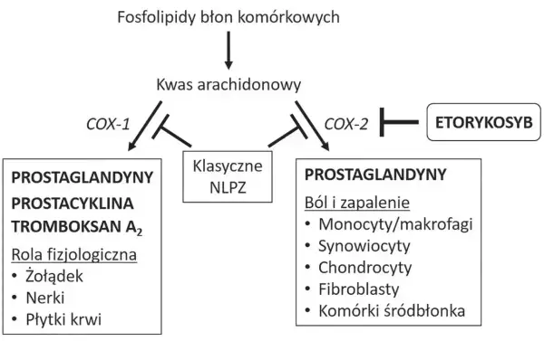 Schemat pokazuje, jak kwas arachidonowy jest przekształcany w prostaglandyny. Etorykosyb hamuje COX-2, co wpływa na ból i zapalenie. Klasyczne NLPZ hamują COX-1 i COX-2.