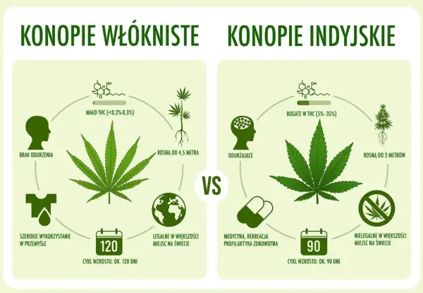 Porównanie konopi: włókniste (brak odurzenia, przemysł, legalne) vs. indyjskie (odurzające, medycyna, nielegalne, **haszysz**).